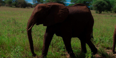 3 days tanzania mid-range safari - Photo 3