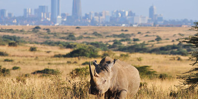 Nairobi national park daily departures - Photo 5