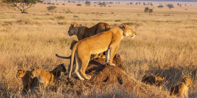 11 day serengeti wildebeest migration safari - Photo 1