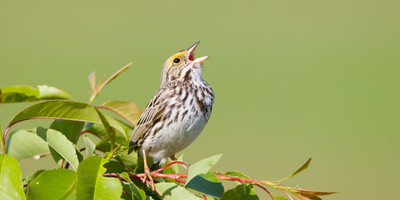 19 days bird watching safari in kenya - Photo 4