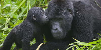 3 days gorilla trekking uganda - Photo 3