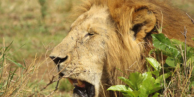  8 days tanzania serengeti wildebeest migration safari adventure - Photo 5