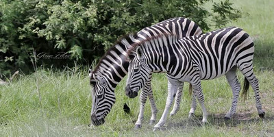 Oswald ghana tours - Photo 1