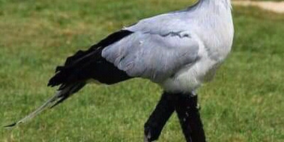 14 days birding safari in uganda - Photo 5