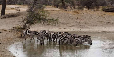 2 days 1 night package ( the taste of tanzania ) - Photo 2