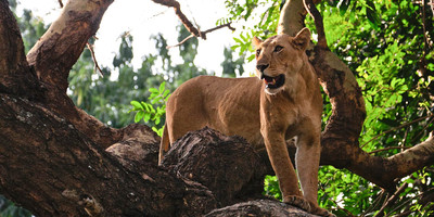 14 days best of uganda safari - Photo 4