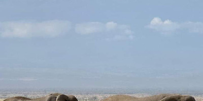 Discover amboseli: a safari of elephants and iconic views - Photo 1