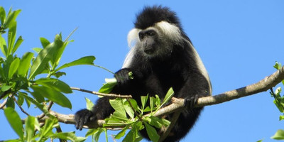 One day joining tanzania safari lake manyara national park with burigi chato safari co l.t.d - Photo 1