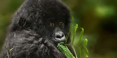 Rwanda gorillas & golden monkeys – 5 days - Photo 3