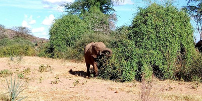 3 DAYS TSAVO WEST AND EAST NATIONAL PARK - Photo 2