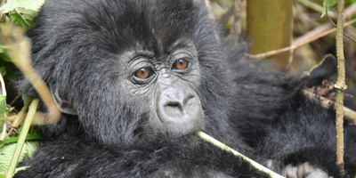 Uganda Wildlife and Primates tour - Photo 2