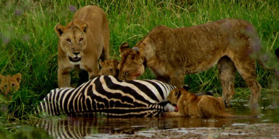 2 days last-minute safari to tarangire and ngorongoro - Photo 6