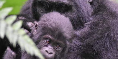 The best seven days one wonderful week tour in uganda - Photo 4