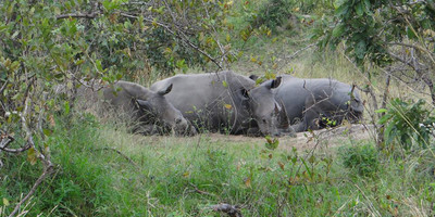 Ibubesi Full Kruger Tour - Photo 3