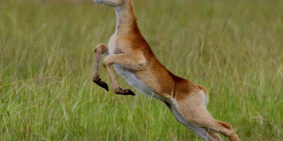  masai mara migration special - Photo 1
