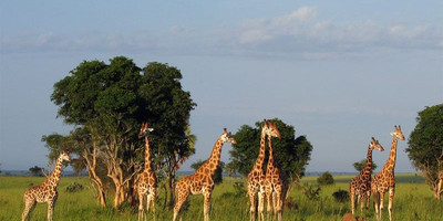 10 days uganda safari/ gorilla tracking. - Photo 4