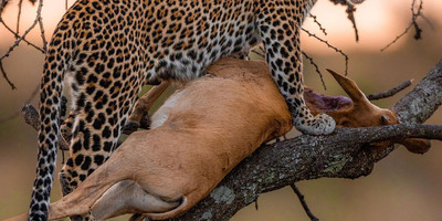 5 day tanzania camping safari - Photo 10