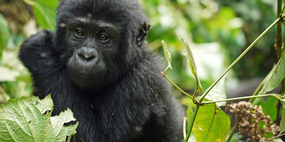 3 Days Gorilla Trekking Bwindi Uganda - Photo 6