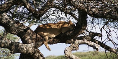 Lake Manyara Guided Day Tour from Arusha - Photo 4