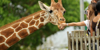Giraffe Center, Baby Elephant, and Bomas of Kenya - Photo 2