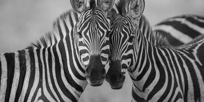 3 day tanzania camping safari - Photo 5
