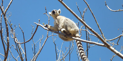 Admire lemurs on the rn7 - Photo 1