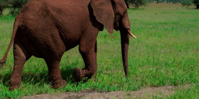  two 2 days mid-range tarangire, ngorongoro crater - Photo 9