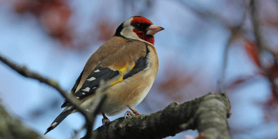 19 days bird watching safari in kenya - Photo 3