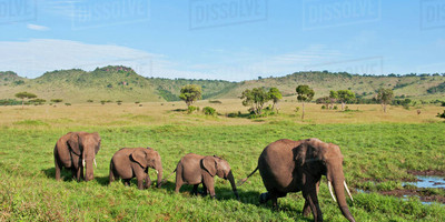 East africa safari bookers - Photo 1