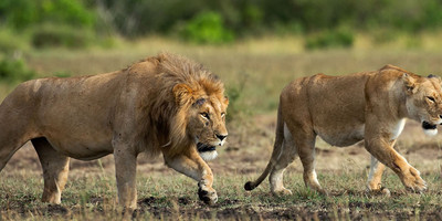 4 days lake nakuru masai mara camping safari - Photo 3