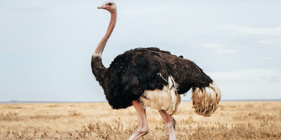 3-day tanzania camping safari - Photo 1