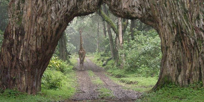 Arusha national park day trip safari - Photo 2