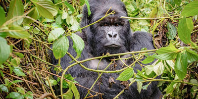 The ultimate african adventure - Photo 7