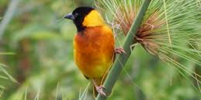  14 days bird watching safari in kenya - Photo 4