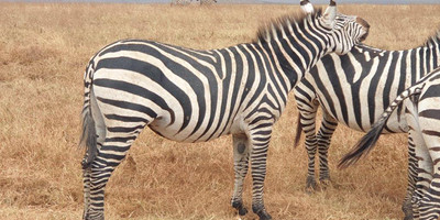 6 days tanzania private safari - Photo 18