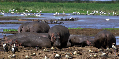5 days northern tanzania safari - Photo 2