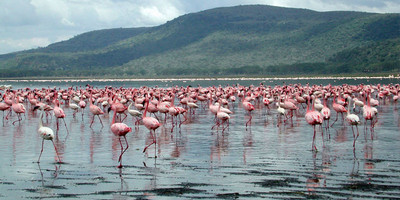 Lake nakuru national park day trip - Photo 2
