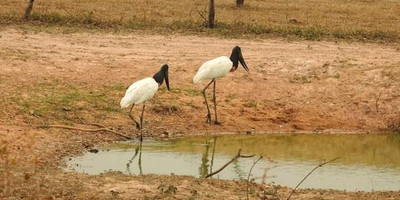 3 days tanzania safari tarangire national park, ngorongoro crater & maasai village - Photo 1