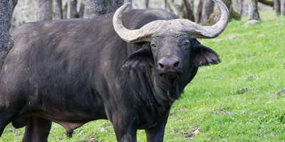9 day uganda wildlife safari - Photo 3