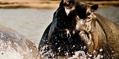 1 day joining safari in tarangire national park with burigi chato safari co l.t.d - Photo 3