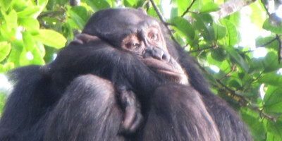 A 15 days wild life and gorilla tracking safari - Photo 3