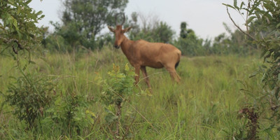 8-day uganda's finest tourism destinations - Photo 6