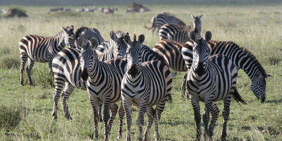 5 days tanzania safari - Photo 2