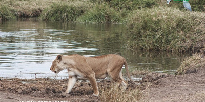 12-day uganda's finest tourism destinations tour - Photo 12