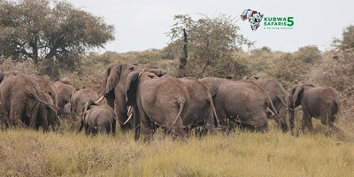 5 days gorilla and chimpanzee trekking wildlife safari in uganda - Photo 6
