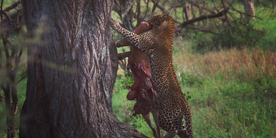6 days tanzania northern circuit safari - Photo 4