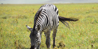 5 days tanzania private safari package - Photo 2