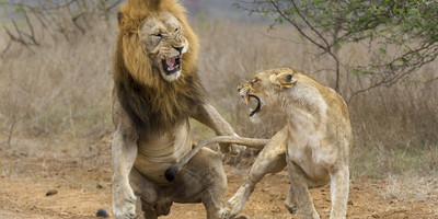 3 days maasai mara fly-in package - Photo 8