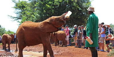 Nairobi national park, elephant orphanage, giraffe centre, bomas of kenya and karen blixen museum day tour - Photo 3