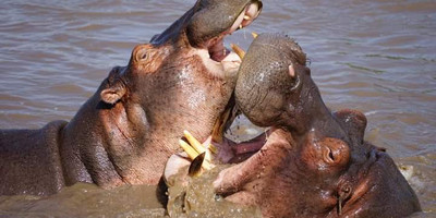 5-day safari in kenya: amboseli, lake nakuru & masai mara experience - Photo 1